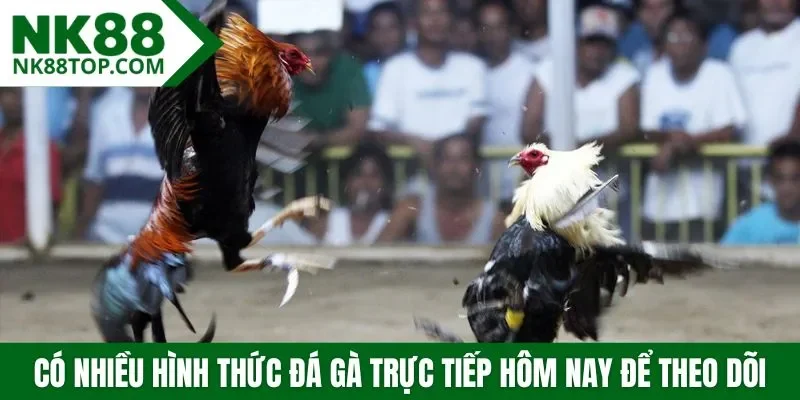 Có nhiều hình thức đá gà trực tiếp hôm nay để theo dõi